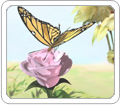 butterfly