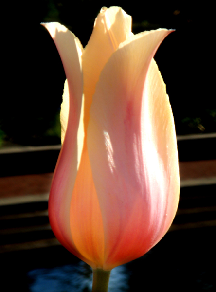DSC00270